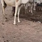 للبيع اعشرا ثنيه