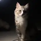 تبني