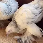 صواصي. براهما.