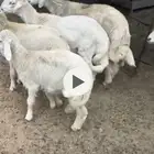 6 طليان