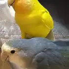 زوج طيور روز