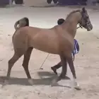 فرس شعبيه شيخه