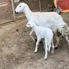 رخل جذعه تحتها طلي