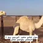 حاشي لباني بربع ربعه 1200