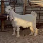 تيس عارضي ابيض