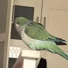 طير بيغاء كويكر
