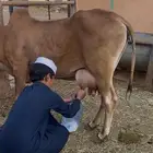 بقرة بلدي طيبة