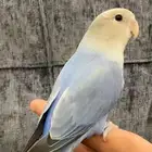 روز أليف آمن على الاطفال