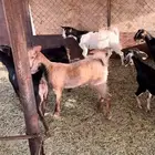 تيوس