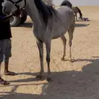 خيل