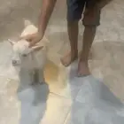 ماعز قزم بيور