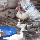ذكور بط مصري حلوين احجام كبيره يلقحو متازين نضاف
