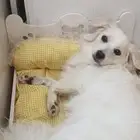 أنثى مالتيز