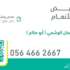 فحص الحمل للحلال بالسونار