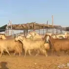 معزا مصريات طيبه