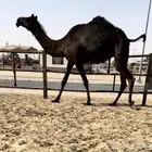 لقحه بكر مجهم كفو