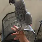 ببغاء كاسكو اليف متكلم