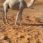 قعود كفو باتلي مشروع فحل