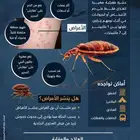 شركه مكافحه حشرات بمكه رش الصراصير