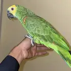 ببغاء امزوني فرنتد