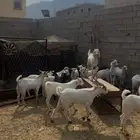 تيوس