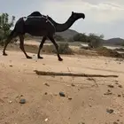 للبيع خلفه ثنيه منتج تحتها بكره