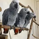 فروخ كاسكو صحه ونظافه..