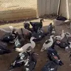 بط مصري