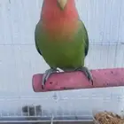 ببغاء روز