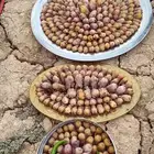 طيور بقلاوة توفر طازج
