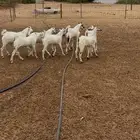 تيوس