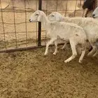 حريات البيع