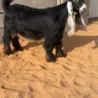 تيس فحل عارضي صنف نادر خصمم