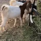 تيسين وجفره