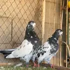 حمام