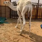 تم البيع حاشي عمره 8 شهور لباني تو مسحوب من امه