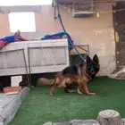 انثى جيرمن شولاين