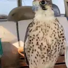 وكريه البيع