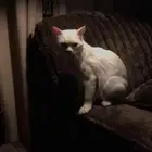 للبيع   قط ذكر جميل ونظيف