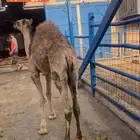 ملحمة ذبائح الحجاز-مخطط البدراني-بجوار صيدلية المجتمع