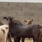 معزاء جم حص بفحلها