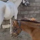 فرسين للبيع