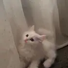 قط كتن لبيع