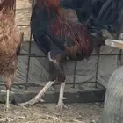 اعرض لكم دجاج