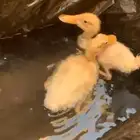 بطتين بسوم