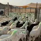 طليان سواكن