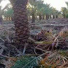 صقعي نوع احمر فاخر