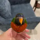 ببغاء لوري للبيع مع قفصه