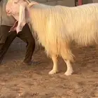 تيس ابيض خصم