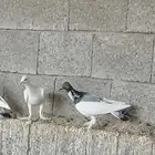 حمام برلين سمبوسه زوج الموقع الرمال الحد 250